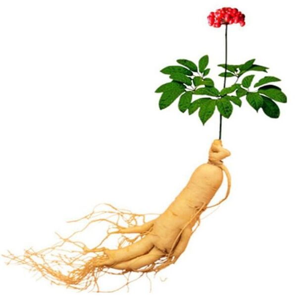 Koren ginseng v xtrazexu (1)